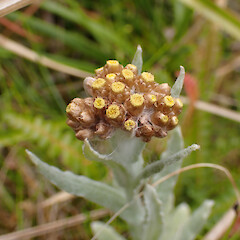 Pseudognaphalium lanatum