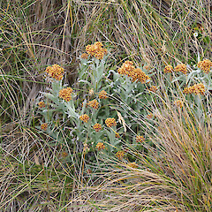 North Coast McKormick Peninsula (north of Dea’s Head), Main Auckland Island, Strannik Auckland Island Expedition.<br>Photographer: Alex Fergus, Date taken: 12/01/2023, Licence: <a target='_blank' href='https://creativecommons.org/licenses/by-nc/4.0'>CC BY-NC</a>. <a class='member-message' href='/nzpcn/why-join-nzpcn/' target='_blank'>Members can view a larger version of this image.</a>