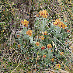North Coast McKormick Peninsula (north of Dea’s Head), Main Auckland Island, Strannik Auckland Island Expedition.<br>Photographer: Alex Fergus, Date taken: 12/01/2023, Licence: <a target='_blank' href='https://creativecommons.org/licenses/by-nc/4.0'>CC BY-NC</a>. <a class='member-message' href='/nzpcn/why-join-nzpcn/' target='_blank'>Members can view a larger version of this image.</a>