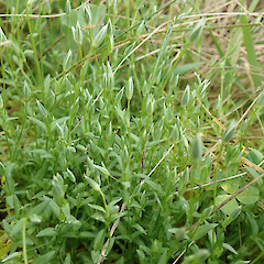 West Melton, Christchurch.<br>Photographer: Melissa Hutchison, Date taken: 26/09/2023, Licence: <a target='_blank' href='https://creativecommons.org/licenses/by-nc/4.0'>CC BY-NC</a>. <a class='member-message' href='/nzpcn/why-join-nzpcn/' target='_blank'>Members can view a larger version of this image.</a>