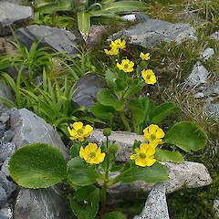 Mike discovered the northern geographic limit of Ranunculus godleyanus and has subsequently monitored the population and led efforts to protect the plant and raise awareness of the threats it faces from introduced browsing mammals such as deer, chamois and hares. Photo: Dave Toole