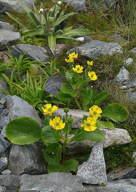 Mike discovered the northern geographic limit of Ranunculus godleyanus and has subsequently monitored the population and led efforts to protect the plant and raise awareness of the threats it faces from introduced browsing mammals such as deer, chamois and hares. Photo: Dave Toole