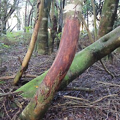 Tree showing damage caused by red deer, Southland.<br>Photographer: Jesse Bythell, Date taken: 19/07/2017, Licence: <a target='_blank' href='https://creativecommons.org/licenses/by-nc/4.0'>CC BY-NC</a>.