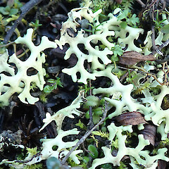 Mt Iron, Wānaka.<br>Photographer: Melissa Hutchison, Date taken: 12/07/2023, Licence: <a target='_blank' href='https://creativecommons.org/licenses/by-nc/4.0'>CC BY-NC</a>. <a class='member-message' href='/nzpcn/why-join-nzpcn/' target='_blank'>Members can view a larger version of this image.</a>