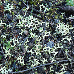 Mt Iron, Wānaka.<br>Photographer: Melissa Hutchison, Date taken: 12/07/2023, Licence: <a target='_blank' href='https://creativecommons.org/licenses/by-nc/4.0'>CC BY-NC</a>. <a class='member-message' href='/nzpcn/why-join-nzpcn/' target='_blank'>Members can view a larger version of this image.</a>
