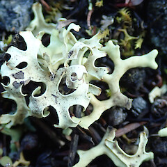 Mt Iron, Wānaka.<br>Photographer: Melissa Hutchison, Date taken: 12/07/2023, Licence: <a target='_blank' href='https://creativecommons.org/licenses/by-nc/4.0'>CC BY-NC</a>. <a class='member-message' href='/nzpcn/why-join-nzpcn/' target='_blank'>Members can view a larger version of this image.</a>