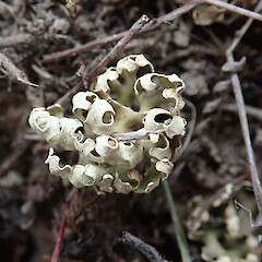 Mahaka Katia/Pisa Flats Reserve.<br>Photographer: Melissa Hutchison, Date taken: 19/11/2019, Licence: <a target='_blank' href='https://creativecommons.org/licenses/by-nc/4.0'>CC BY-NC</a>. <a class='member-message' href='/nzpcn/why-join-nzpcn/' target='_blank'>Members can view a larger version of this image.</a>