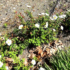 In dry gravelly waste area, upper Victoria Avenue, Whanganui. Seedlings and flowering shrubs.<br>Photographer: Colin C. Ogle, Date taken: 10/10/2023, Licence: Public domain. <a class='member-message' href='/nzpcn/why-join-nzpcn/' target='_blank'>Members can view a larger version of this image.</a>