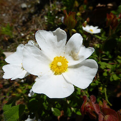 Cistus salviifolius