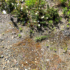 Waste area in gravel; dry, well-drained. Low shrub to 0.5 m tall. Upper Victoria Ave, Whanganui.<br>Photographer: Colin C. Ogle, Date taken: 10/10/2023, Licence: Public domain. <a class='member-message' href='/nzpcn/why-join-nzpcn/' target='_blank'>Members can view a larger version of this image.</a>