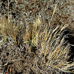 Carex muelleri