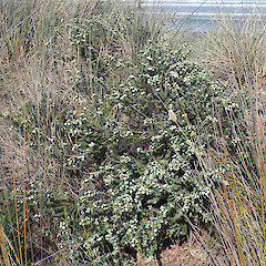 Adult plant, Mahia area.<br>Photographer: Peter J de Lange, Licence: Public domain. <a class='member-message' href='/nzpcn/why-join-nzpcn/' target='_blank'>Members can view a larger version of this image.</a>