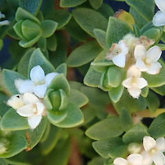 Female flowers, Mahia area.<br>Photographer: Peter J de Lange, Licence: Public domain. <a class='member-message' href='/nzpcn/why-join-nzpcn/' target='_blank'>Members can view a larger version of this image.</a>