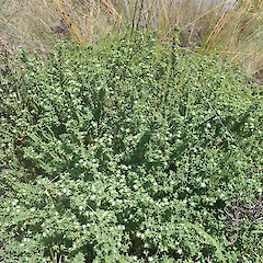 Pimelea orthia subsp. protea