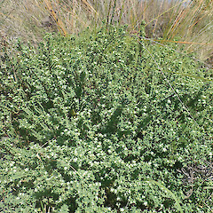 Adult plant, Mahia area.<br>Photographer: Peter J de Lange, Licence: Public domain. <a class='member-message' href='/nzpcn/why-join-nzpcn/' target='_blank'>Members can view a larger version of this image.</a>