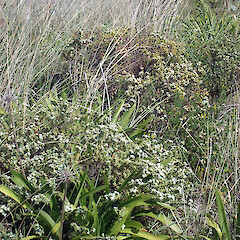 Adult plants, Mahia area.<br>Photographer: Peter J de Lange, Licence: Public domain. <a class='member-message' href='/nzpcn/why-join-nzpcn/' target='_blank'>Members can view a larger version of this image.</a>