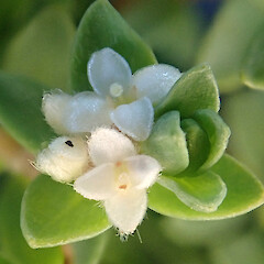 Female flowers, Mahia area.<br>Photographer: Peter J de Lange, Licence: Public domain. <a class='member-message' href='/nzpcn/why-join-nzpcn/' target='_blank'>Members can view a larger version of this image.</a>
