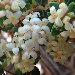 Male flowers, Mahia area.<br>Photographer: Peter J de Lange, Licence: Public domain. <a class='member-message' href='/nzpcn/why-join-nzpcn/' target='_blank'>Members can view a larger version of this image.</a>