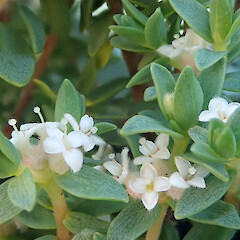Female flowers and foliage, Mahia area.<br>Photographer: Peter J de Lange, Licence: Public domain. <a class='member-message' href='/nzpcn/why-join-nzpcn/' target='_blank'>Members can view a larger version of this image.</a>