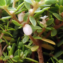 Fruit, Mahia area.<br>Photographer: Peter J de Lange, Licence: Public domain. <a class='member-message' href='/nzpcn/why-join-nzpcn/' target='_blank'>Members can view a larger version of this image.</a>