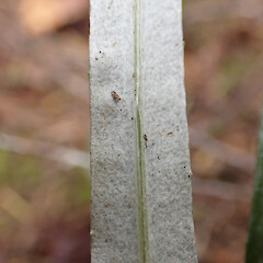Whangarei Heads; abaxial leaf.<br>Photographer: Jane Gosden, Date taken: 27/12/2022, Licence: <a target='_blank' href='https://creativecommons.org/licenses/by-nc-sa/4.0'>CC BY-NC-SA</a>. <a class='member-message' href='/nzpcn/why-join-nzpcn/' target='_blank'>Members can view a larger version of this image.</a>