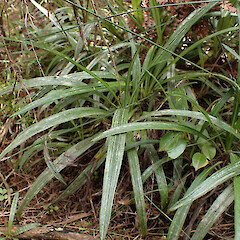 Whangarei Heads; habit.<br>Photographer: Jane Gosden, Date taken: 27/12/2022, Licence: <a target='_blank' href='https://creativecommons.org/licenses/by-nc-sa/4.0'>CC BY-NC-SA</a>. <a class='member-message' href='/nzpcn/why-join-nzpcn/' target='_blank'>Members can view a larger version of this image.</a>