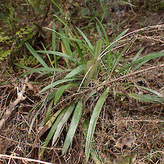 Whangarei Heads; habitat.<br>Photographer: Jane Gosden, Date taken: 27/12/2022, Licence: <a target='_blank' href='https://creativecommons.org/licenses/by-nc-sa/4.0'>CC BY-NC-SA</a>. <a class='member-message' href='/nzpcn/why-join-nzpcn/' target='_blank'>Members can view a larger version of this image.</a>