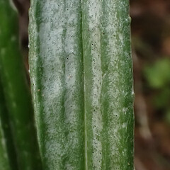 Whangarei Heads; adaxial leaf.<br>Photographer: Jane Gosden, Date taken: 27/12/2022, Licence: <a target='_blank' href='https://creativecommons.org/licenses/by-nc-sa/4.0'>CC BY-NC-SA</a>. <a class='member-message' href='/nzpcn/why-join-nzpcn/' target='_blank'>Members can view a larger version of this image.</a>