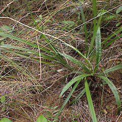 Whangarei Heads; habit.<br>Photographer: Jane Gosden, Date taken: 27/12/2022, Licence: <a target='_blank' href='https://creativecommons.org/licenses/by-nc-sa/4.0'>CC BY-NC-SA</a>. <a class='member-message' href='/nzpcn/why-join-nzpcn/' target='_blank'>Members can view a larger version of this image.</a>