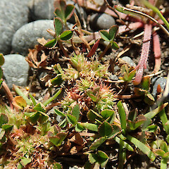 Kaitorete Spit, Canterbury.<br>Photographer: Melissa Hutchison, Date taken: 25/10/2023, Licence: <a target='_blank' href='https://creativecommons.org/licenses/by-nc/4.0'>CC BY-NC</a>. <a class='member-message' href='/nzpcn/why-join-nzpcn/' target='_blank'>Members can view a larger version of this image.</a>