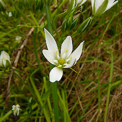 Ornithogalum umbellatum