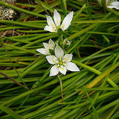 Wild on Quail Island, Canterbury.<br>Photographer: Matt Ward, Date taken: 10/10/2010, Licence: <a target='_blank' href='https://creativecommons.org/licenses/by-nc/4.0'>CC BY-NC</a>. <a class='member-message' href='/nzpcn/why-join-nzpcn/' target='_blank'>Members can view a larger version of this image.</a>