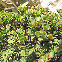 Pimelea traversii subsp. boreus