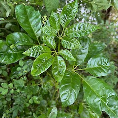 Chance seedling in a Lower Hutt garden, presumable from seed deposited by a kererū.<br>Photographer: Jeremy R. Rolfe, Date taken: 26/10/2023, Licence: <a target='_blank' href='https://creativecommons.org/licenses/by/4.0'>CC BY</a>.