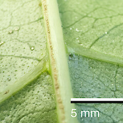 Domatia in axils of veins and midrib on abaxial surface of leaf.<br>Photographer: Jeremy R. Rolfe, Date taken: 26/10/2023, Licence: <a target='_blank' href='https://creativecommons.org/licenses/by/4.0'>CC BY</a>.