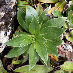 Mt Burns.<br>Photographer: Jane Gosden, Date taken: 09/02/2023, Licence: <a target='_blank' href='https://creativecommons.org/licenses/by-nc-sa/4.0'>CC BY-NC-SA</a>. <a class='member-message' href='/nzpcn/why-join-nzpcn/' target='_blank'>Members can view a larger version of this image.</a>