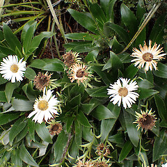Mt Burns.<br>Photographer: Jane Gosden, Date taken: 10/02/2023, Licence: <a target='_blank' href='https://creativecommons.org/licenses/by-nc-sa/4.0'>CC BY-NC-SA</a>. <a class='member-message' href='/nzpcn/why-join-nzpcn/' target='_blank'>Members can view a larger version of this image.</a>