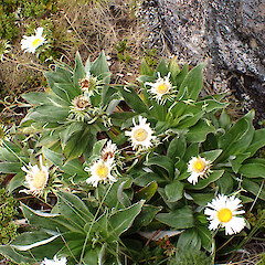 Mt Burns.<br>Photographer: Jane Gosden, Date taken: 09/02/2023, Licence: <a target='_blank' href='https://creativecommons.org/licenses/by-nc-sa/4.0'>CC BY-NC-SA</a>. <a class='member-message' href='/nzpcn/why-join-nzpcn/' target='_blank'>Members can view a larger version of this image.</a>