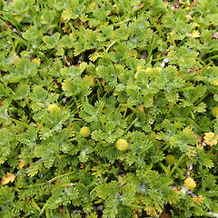Enderby Island.<br>Photographer: Jane Gosden, Date taken: 25/12/2015, Licence: <a target='_blank' href='https://creativecommons.org/licenses/by-nc-sa/4.0'>CC BY-NC-SA</a>.