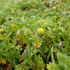 Enderby Island.<br>Photographer: Jane Gosden, Date taken: 25/12/2015, Licence: <a target='_blank' href='https://creativecommons.org/licenses/by-nc-sa/4.0'>CC BY-NC-SA</a>.