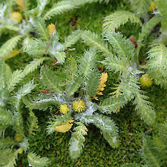 Macquarie Island.<br>Photographer: Jane Gosden, Date taken: 29/12/2015, Licence: <a target='_blank' href='https://creativecommons.org/licenses/by-nc-sa/4.0'>CC BY-NC-SA</a>. <a class='member-message' href='/nzpcn/why-join-nzpcn/' target='_blank'>Members can view a larger version of this image.</a>