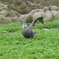 Campbell Island (with Northern Giant Petrel).<br>Photographer: Jane Gosden, Date taken: 01/01/2012, Licence: <a target='_blank' href='https://creativecommons.org/licenses/by-nc-sa/4.0'>CC BY-NC-SA</a>. <a class='member-message' href='/nzpcn/why-join-nzpcn/' target='_blank'>Members can view a larger version of this image.</a>