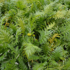 Campbell Island.<br>Photographer: Jane Gosden, Date taken: 01/01/2012, Licence: <a target='_blank' href='https://creativecommons.org/licenses/by-nc-sa/4.0'>CC BY-NC-SA</a>. <a class='member-message' href='/nzpcn/why-join-nzpcn/' target='_blank'>Members can view a larger version of this image.</a>