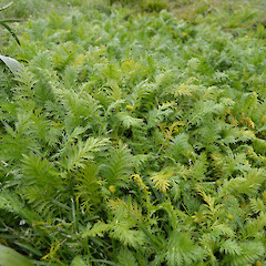 Campbell Island.<br>Photographer: Jane Gosden, Date taken: 01/01/2012, Licence: <a target='_blank' href='https://creativecommons.org/licenses/by-nc-sa/4.0'>CC BY-NC-SA</a>. <a class='member-message' href='/nzpcn/why-join-nzpcn/' target='_blank'>Members can view a larger version of this image.</a>