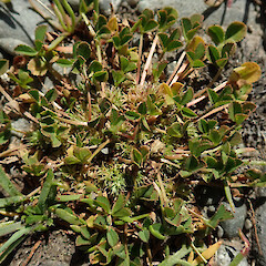 Kaitorete Spit.<br>Photographer: Melissa Hutchison, Date taken: 30/10/2023, Licence: <a target='_blank' href='https://creativecommons.org/licenses/by-nc/4.0'>CC BY-NC</a>. <a class='member-message' href='/nzpcn/why-join-nzpcn/' target='_blank'>Members can view a larger version of this image.</a>