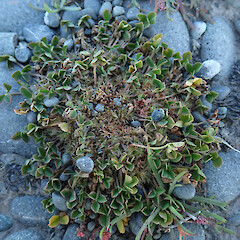Kaitorete Spit.<br>Photographer: Melissa Hutchison, Date taken: 30/10/2023, Licence: <a target='_blank' href='https://creativecommons.org/licenses/by-nc/4.0'>CC BY-NC</a>. <a class='member-message' href='/nzpcn/why-join-nzpcn/' target='_blank'>Members can view a larger version of this image.</a>