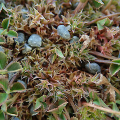 Kaitorete Spit.<br>Photographer: Melissa Hutchison, Date taken: 30/10/2023, Licence: <a target='_blank' href='https://creativecommons.org/licenses/by-nc/4.0'>CC BY-NC</a>. <a class='member-message' href='/nzpcn/why-join-nzpcn/' target='_blank'>Members can view a larger version of this image.</a>