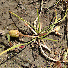 Canterbury Plains.<br>Photographer: Melissa Hutchison, Date taken: 18/10/2023, Licence: <a target='_blank' href='https://creativecommons.org/licenses/by-nc/4.0'>CC BY-NC</a>. <a class='member-message' href='/nzpcn/why-join-nzpcn/' target='_blank'>Members can view a larger version of this image.</a>