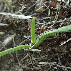 Canterbury Plains.<br>Photographer: Melissa Hutchison, Date taken: 22/05/2021, Licence: <a target='_blank' href='https://creativecommons.org/licenses/by-nc/4.0'>CC BY-NC</a>. <a class='member-message' href='/nzpcn/why-join-nzpcn/' target='_blank'>Members can view a larger version of this image.</a>