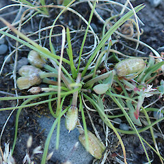Canterbury Plains.<br>Photographer: Melissa Hutchison, Date taken: 25/10/2023, Licence: <a target='_blank' href='https://creativecommons.org/licenses/by-nc/4.0'>CC BY-NC</a>. <a class='member-message' href='/nzpcn/why-join-nzpcn/' target='_blank'>Members can view a larger version of this image.</a>